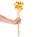 Boeket gedroogde Craspedia-bloemen, 55 cm, 20 stuks | Floristik24.nl