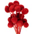 Floristik24 Gedroogde Craspedia-bloemen, geverfd, met lange stelen, 55 cm, 20 stuks