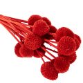 Gedroogde Craspedia-bloemen,