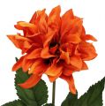 Floristik24 Dahlia Oranje 28cm 4st