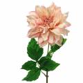 Floristik24 Dahlia roze 62cm