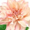 Floristik24 Dahlia roze 62cm