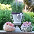 Floristik24 Decoratieve aardbei, plantenpot, betonnen decoratie voor opplant L17cm