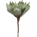Floristik24 Deco lotusbloem, lotusbloesem, zijdebloem groen L64cm