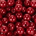 Sierkralen Ø10mm rood 115 st | Floristik24.nl