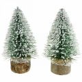 Floristik24 Kerstdecoratie, deco dennenboom, mini den groen besneeuwd H15cm Ø9,5cm 6st