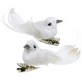 Floristik24 Deco paar duiven Deco vogels met clip wit L5cm 4st