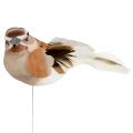 Floristik24 Decoratieve vogel om bruin te plakken 10cm 12st