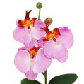 Floristik24 Decoratieve orchidee in een roze pot H29cm