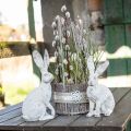 Floristik24 Decoratief konijn zittend shabby chic lente decoratie H25cm 2st