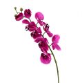Floristik24 Decoratieve orchidee roze L77cm