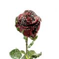 Floristik24 Deco roos snowed rood Ø6cm 6st