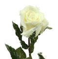 Floristik24 Decoratieve roos wit besneeuwd Ø6cm 6st