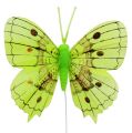 Floristik24 Decoratieve vlinders groen 8cm 6st