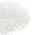 Floristik24 Decoratieve struisvogelveren, echte veren, wit, 38-40cm, 2 stuks