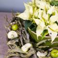 Floristik24 Deco tak curry bush groen gewassen 500g