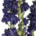 Floristik24 Gedroogd delphinium, droge bloemisterij, delphinium blauw L64cm 25g