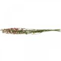 Floristik24 Gedroogde bloemendelphinium, Delphinium roze, droge bloemisterij L64cm 25g
