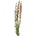 Floristik24 Gedroogde bloemendelphinium, Delphinium roze, droge bloemisterij L64cm 25g
