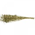 Droogbloemen dille natuur droog floristiek 50cm 20p