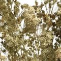 Droogbloemen dille natuur droog floristiek 50cm 20p