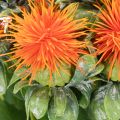 Kunstmatige oranje saffloer als kunstbloem voor vazen en decoratie, 55 cm, 4 stuks | Floristik24.nl