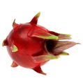 Floristik24 Dragonfruit 15 cm rood 1 st