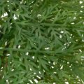 Kunstmatige varentak, meerdere takken, groen, 68 cm | Floristik24.nl