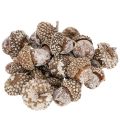 Floristik24 Eikels, natuurlijk decoratief product, witgekalkt, 1-3 cm, 300 g