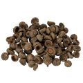 Floristik24 Natuurlijke eikelkapjes, decoratieve schalen voor de herfst en advent, 2 cm, 300 g