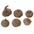 Natuurlijke eikelkapjes, decoratieve schalen voor de herfst en advent, 2 cm, 300 g | Floristik24.nl