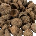 Natuurlijke eikelkapjes, decoratieve schalen voor de herfst en advent, 2 cm, 300 g | Floristik24.nl