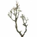 Floristik24 Decoratieve eiken bonsai naturel