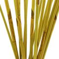 Floristik24 Decoratieve sticks, Elephant Reed geel 20st