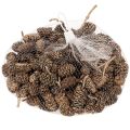 Elzenkegels, natuurlijk