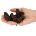 Natuurlijke elzenkegels, los, voor decoratie, 3 cm, 300 g, naturel bruin. | Floristik24.nl