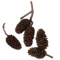 Natuurlijke elzenkegels, los,