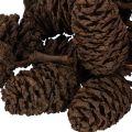 Natuurlijke elzenkegels, los,