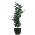 Floristik24 Eucalyptus in een pot kunstplant Kunstplant decoratie H87cm