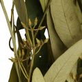 Floristik24 Eucalyptus Geconserveerde Takken Bladeren Groen Ovaal 150g