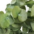 Floristik24 Eucalyptus Geconserveerde Takken Bladeren Rond Groen 150g