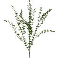 Floristik24 Eucalyptustak groen 130cm