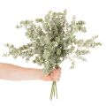 Kunstmatige eucalyptus tak, decoratieve tak voor vazen en boeketten, 49 cm, 4 stuks | Floristik24.nl