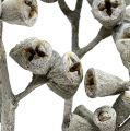 Floristik24 Eucalyptustak witgekalkt 25st