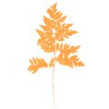 Floristik24 Gedroogde en geconserveerde varenbladeren voor bloemschikken en herfstdecoratie, 42 cm, 10 stuks