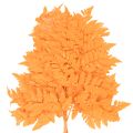 Gedroogde en geconserveerde varenbladeren voor bloemschikken en herfstdecoratie, 42 cm, 10 stuks | Floristik24.nl