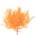 Varentak, geconserveerde varen, gedroogde decoratie voor bloemstukken, 60 cm, 10 stuks | Floristik24.nl