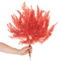 Varens, geconserveerde gedroogde bloemen, herfstdecoratie, 60 cm, 10 stuks | Floristik24.nl