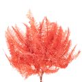 Varens, geconserveerde gedroogde bloemen, herfstdecoratie, 60 cm, 10 stuks | Floristik24.nl