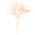 Floristik24 Gedroogde varenbladeren, varendecoratie voor vazen, 60 cm, 10 stuks